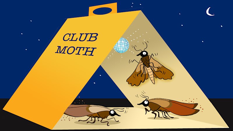 How to end the ever-constant fight against pantry moths