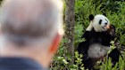 Albanese watches as Fu Ni, a giant panda that lived at Adelaide Zoo until last year, eats.