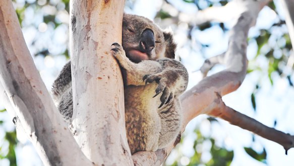 Koalas in Sydney's south-west are under threat from rising population in the region. This marsupial was photographed in St Helens Park.