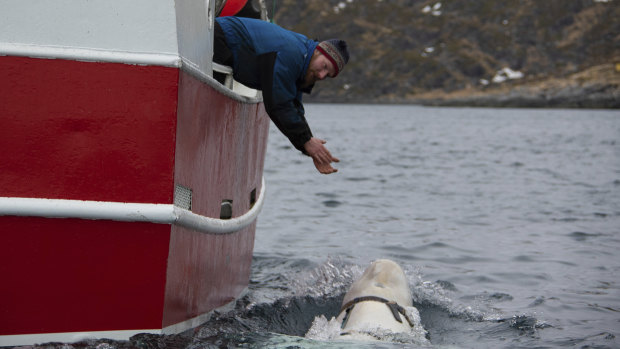 Joar Hesten tries to attract the whale swimming next to his boat before fishermen were able to remove the tight harness.