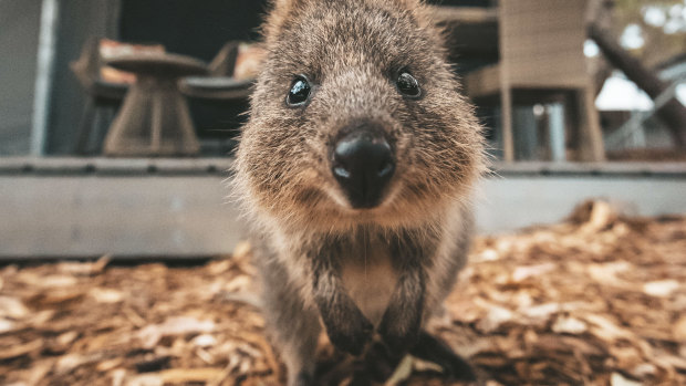 The quokka is set to have its inaugural birthday celebration on Sunday.