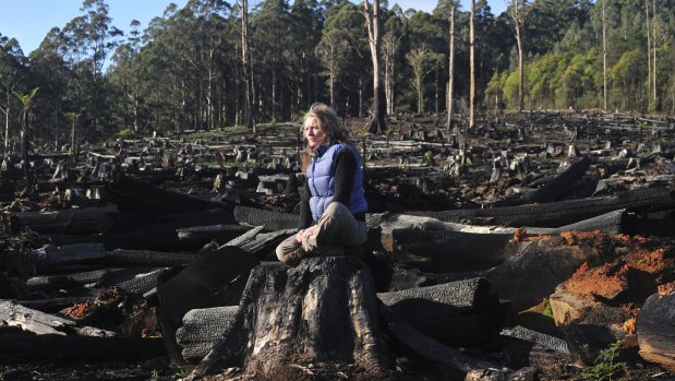 Long struggle: Sarah Rees at a logged area of Toolangi state forest in 2011.