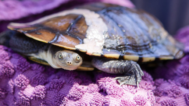 A turtle taken to the shelter.