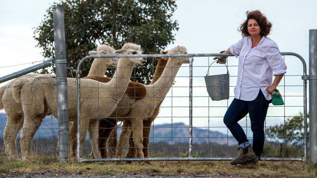 Michele McKell with her remaining alpacas after one of her alpacas was killed by two dogs on Tuesday night, one week after the attack on Mimosa the alpaca. 