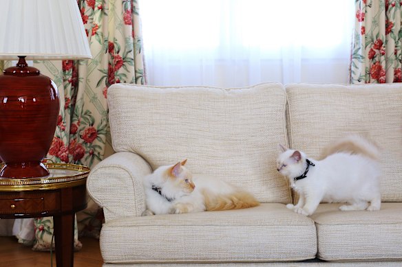 Le Bristol’s feline front of house team: Fa-raon, left, and Socrate.  