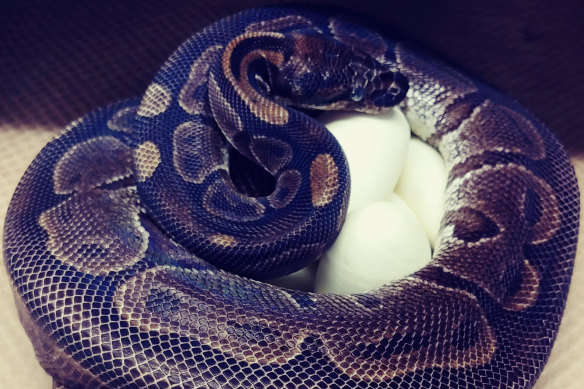 The 62-year-old ball python curls up around her eggs in at the St Louis Zoo.