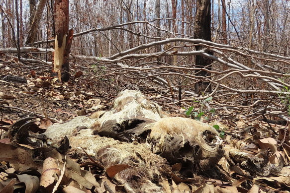 Areas such as the Banyabba region had lost half their koalas before the recent bushfire season. As many as three-quarters have been lost since. 