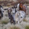 Barilaro’s ‘brumby bill’ has been a catastrophe for the high country