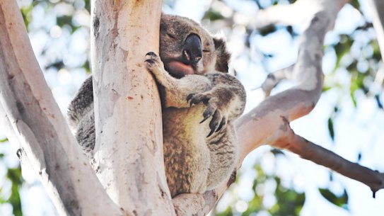 'Scam': Developer to use parkland to offset koala habitat destruction