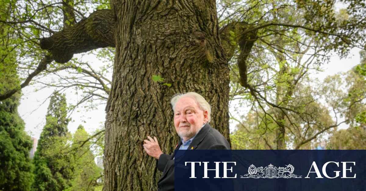 Remembrance Day 2024 A grand elm has grown as a shrine for 90 years at