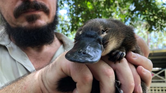 Platypus are facing increasing challenges across the Greater Brisbane area, new research shows.
