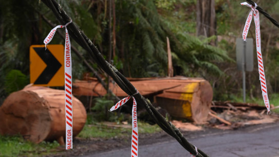 Trees and power lines down in Sassafras. 