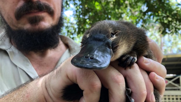 Platypuses disappear from five Brisbane waterways
