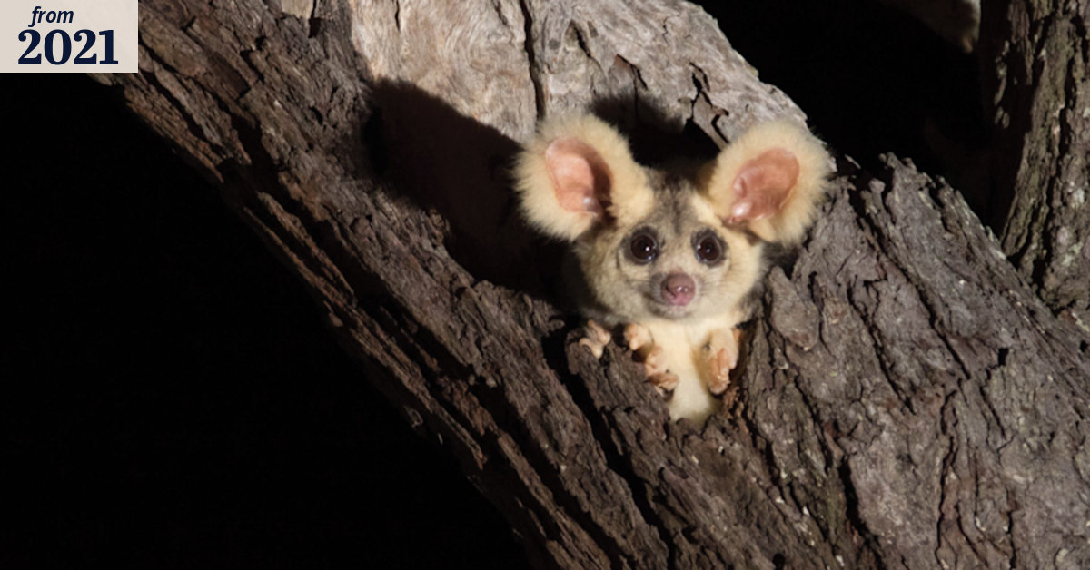 Why we're animal crackers – and what we can do to save them