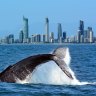 Boatie knocked out by whale’s tail off Gold Coast