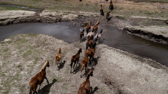 Figures released by the state government last week show that wild horse numbers have ballooned by 30 per cent in the past two years to more than 18,000.