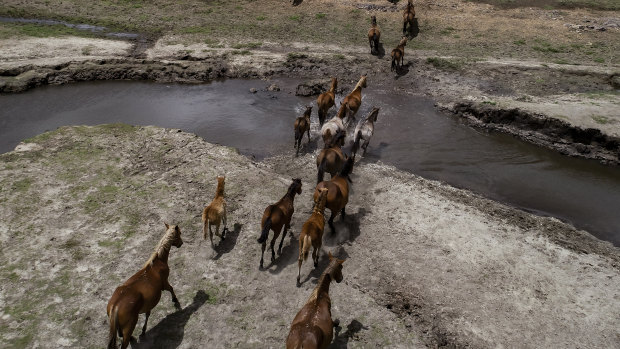 National Parks juggles death threats and stalking as well as feral horses