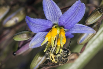 The suspected pollinator of the Sunshine diuris is the sweat bee, seen here at the secret site on a rare form of flax lily. 