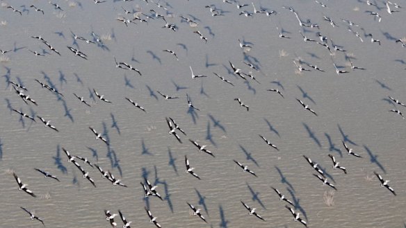 Pelicans over Menindee Lakes in 2017: Numbers are on a long-term declining trend.
