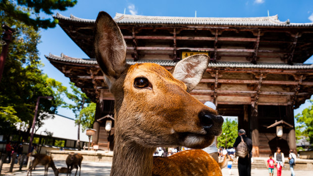 A sika deer waiting to be fed at Tōdai-ji temple in Nara, Japan.