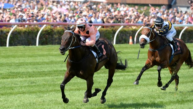 Ole Kirk is a close relation to Black Caviar (pictured). 