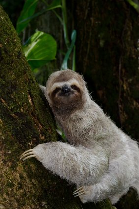 Sloths only come to the ground for one purpose.