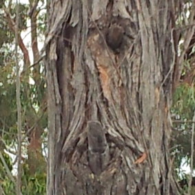 Can you 'see' the face in this tree?