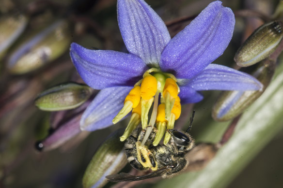 The suspected pollinator of the Sunshine diuris is the sweat bee, seen here at the secret site on a rare form of flax lily. 