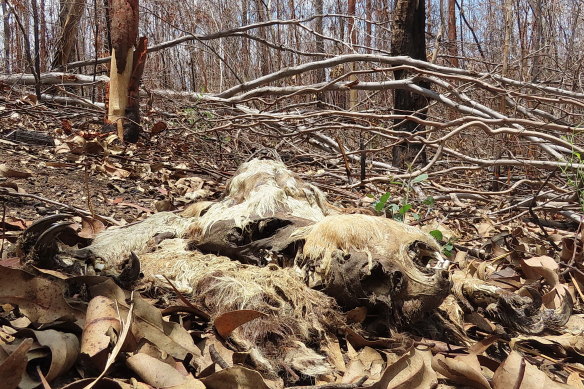 In some parts of Australia regions lost half their koalas before the recent bushfire season. As many as three-quarters have been lost since. 