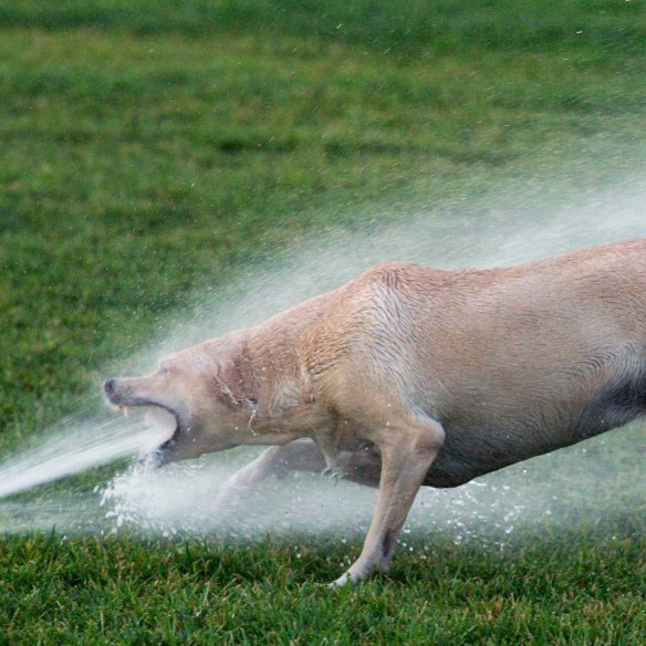 Won’t somebody please think of the animals and keep them cool?