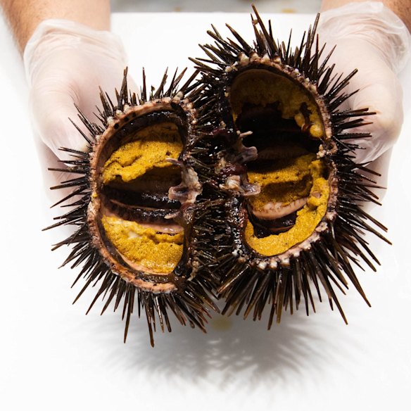 The best way to reduce sea urchin numbers
