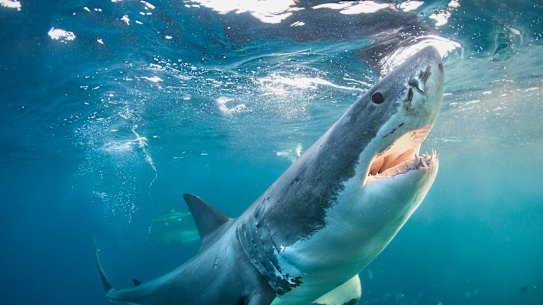 A great white off the Neptune Islands, Spencer Gulf, South Australia.