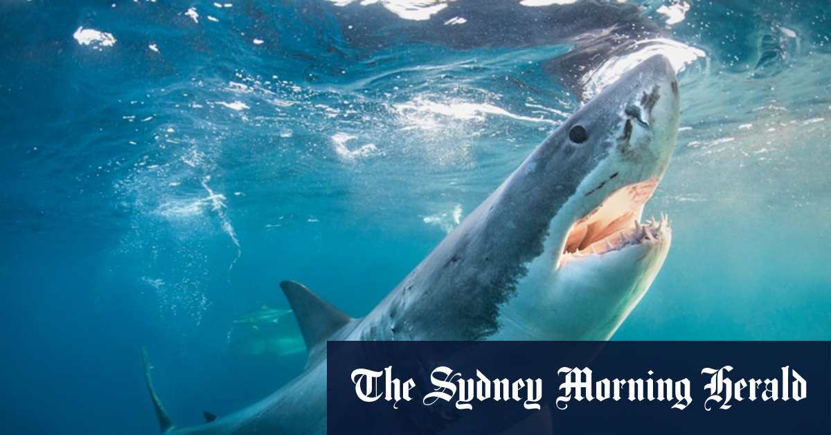 Scientists tested great white shark DNA. Now we know how many live off Australian beaches