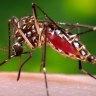 Athlete in 'serious' condition after contracting malaria