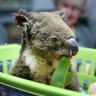 Is it too late to save an Aussie icon from extinction? I asked ‘Dr Koala’