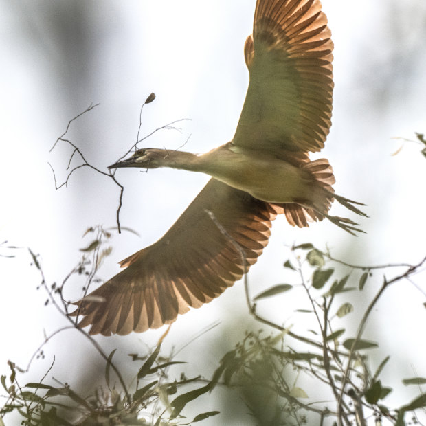 A night heron builds a nest in a river red gum forest. The birds are normally nocturnal but the water levels have kicked off a frenzy of breeding.