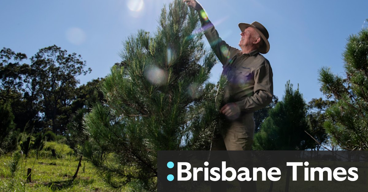 From seedling to sitting room: How your Christmas tree took shape - Vimarsana News