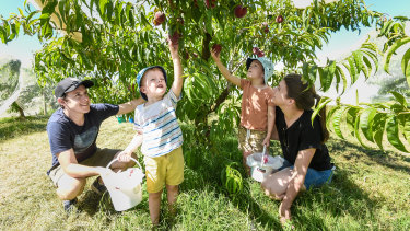 The Costin family picking fruit at Payne’s Orchard this week. After COVID blew up their holiday plans last summer, this summer they are keeping things low-risk.