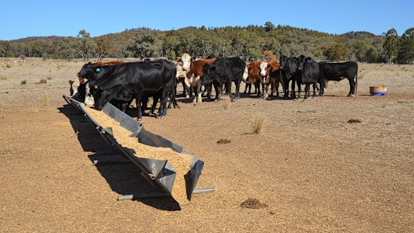 Cattle feed on grain at Tralee farm, owned by Phil Sheridan, south of Dubbo.