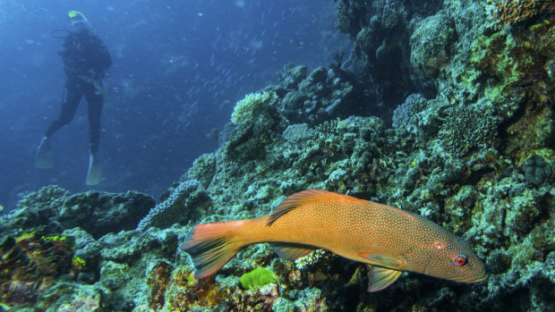 A diver swims among fish and coral on Flynn Reef off Cairns.