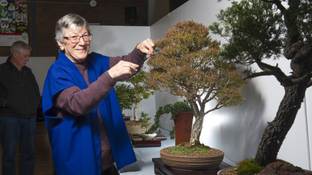 Canberra Bonsai Society former president Ruth McLucas prunes her Australian Paperbark bonsai tree at the show on Saturday.