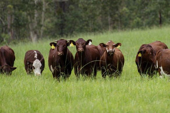 The government is opening a new program to invest in wide-scale emissions reduction, which could include programs to reduce the methane from burping cows.