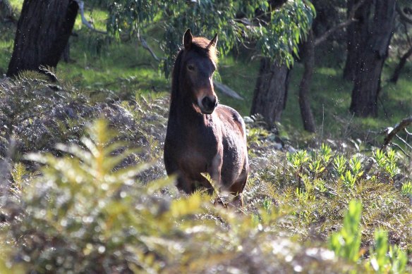 Milo the brumby, whose trust Leslie Scott won, over six months on Mount Beckworth.