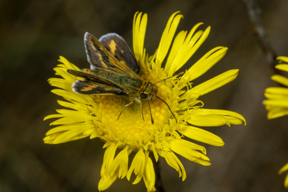 A Skipper butterfly rests on a Podolepis jaceoides (Showy Copper-wire daisy) at the site. 