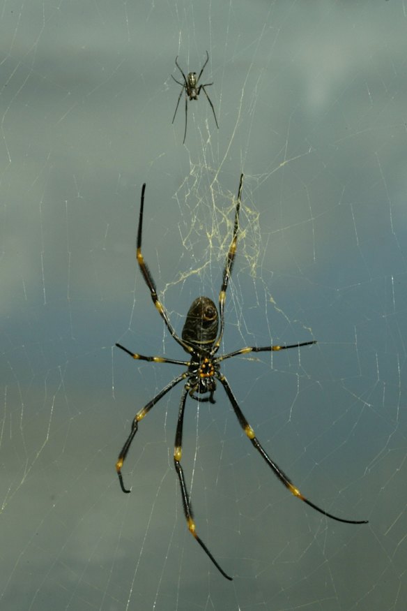 Golden Orb spiders at Bicentennial Park, Homebush Bay.