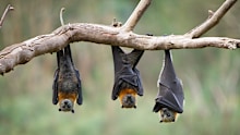 Bats carry the rare but very deadly bat lyssavirus.