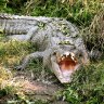 A crocodile on the banks of the Daintree River.