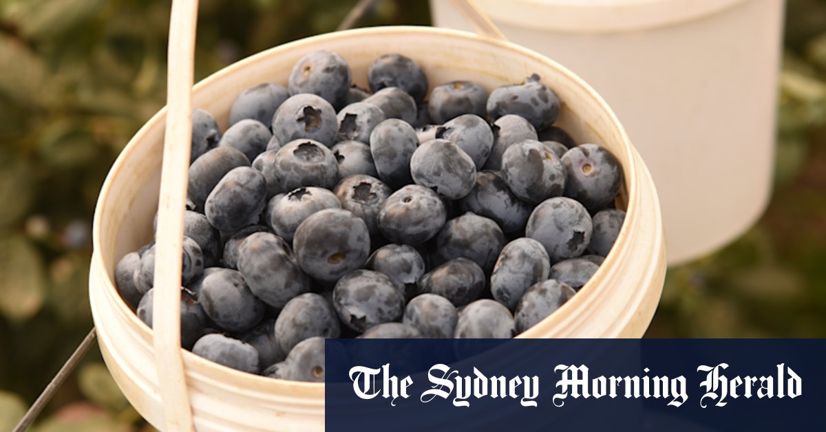 Berry prices skyrocket while farmers get creative to lure workers - Vimarsana News