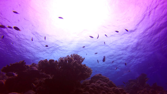 Coral reefs are under threat. Could probiotics help protect them?