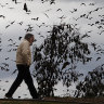Why tens of thousands of bats have taken over Tamworth